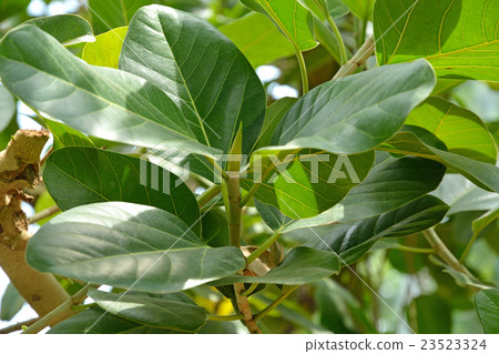 樹:孟加拉Bodaijukuaceae 樹:孟加拉Bodaijukuaceae 23523324