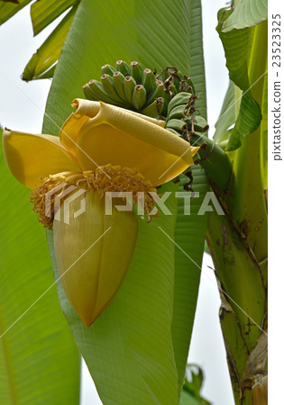 植物：Bessho Baceo 23523325