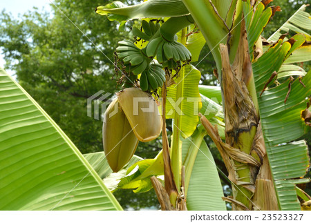 Plants: Bessho Baceo Plants: Bessho Baceo 23523327