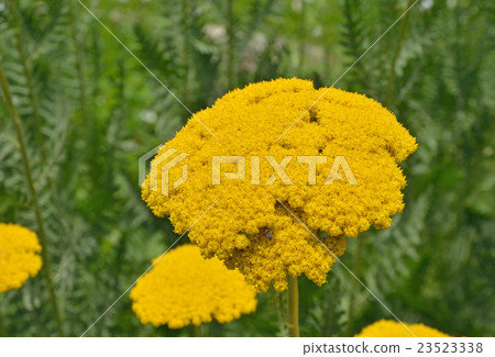 植物:菊花水生動物 植物:菊花水生動物 23523338