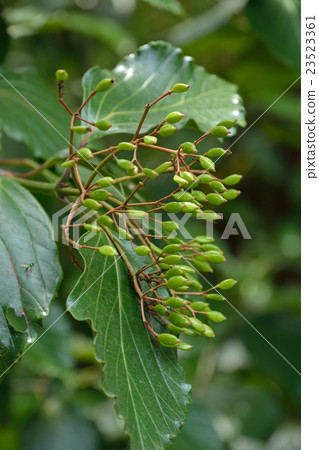 Tree: Hakusan Boku Hinode 23523361