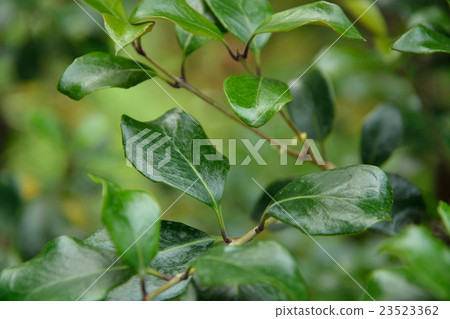 Tree: Kikkou Holly Mochsei family 23523362