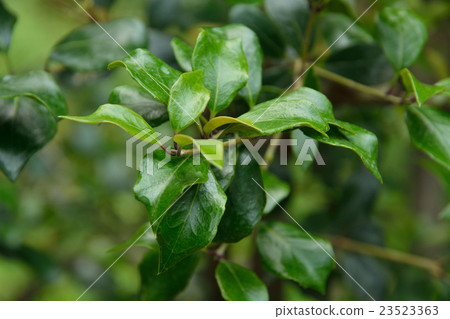 Tree: Kikkou Holly Mochsei family 23523363