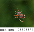 Orb Weaver or Garden Spider.  23523374