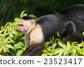 white-headed capuchin monkey. 23523417