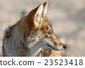 Coyote in Death Valley National Park in California 23523418
