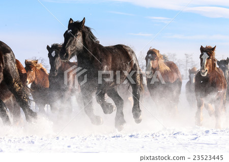 A group of running horses 23523445
