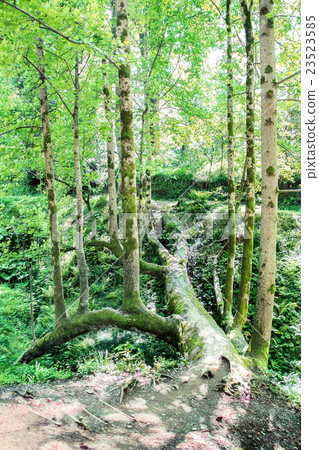 unique liriodendron tulipifera tree unique liriodendron tulipifera tree 23523585