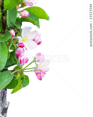 tree - apple trees blossomed isolated 23523594