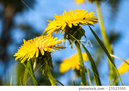 Yellow dandelion flowers with leaves Yellow dandelion flowers with leaves 23523595