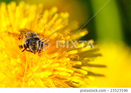 bee in a dandelion flower bee in a dandelion flower 23523596