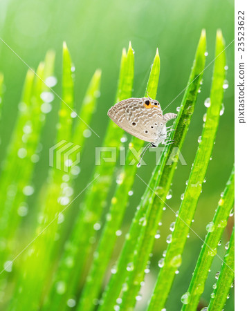 四治見町 23523622