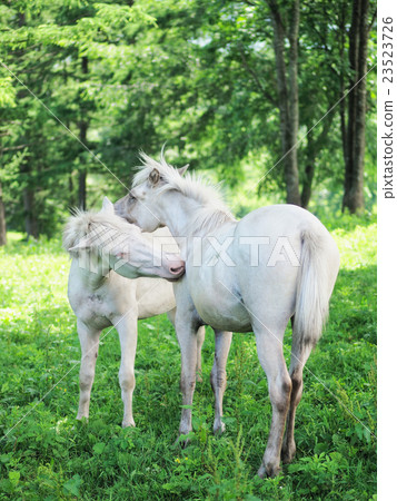 Nature and a horse 23523726