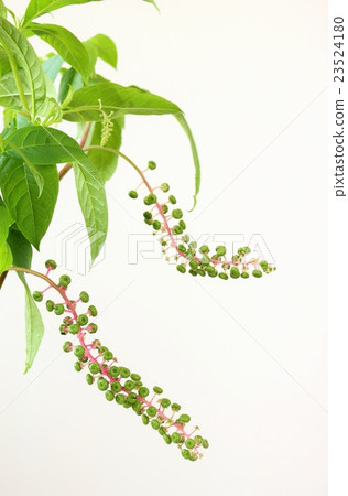 山區鄉房 山區鄉房 23524180