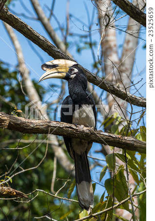 23525659