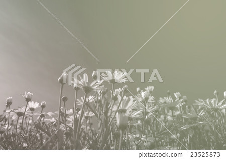Flowers grass under blue sky, vintage color tone 23525873