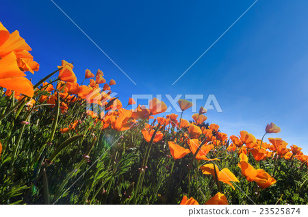 Poppy Flower under the blue sky and sun with lens flare 23525874