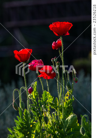 Poppy Flower Poppy Flower 23526218