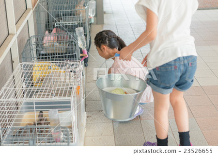 小學學生 小學生 兔子 23526655