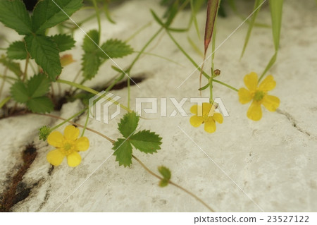 山野草 山野草 23527122