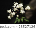 Miyama落葉松 23527126
