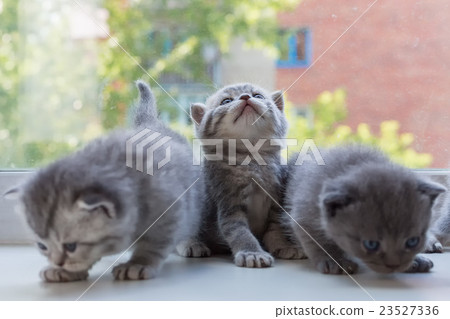 Beautiful small striped kittens on window sill Beautiful small striped kittens on window sill 23527336