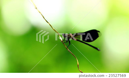 動物，昆蟲，蜻蜓，生物 23527569