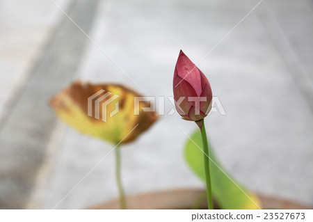 A lotus A lotus 23527673