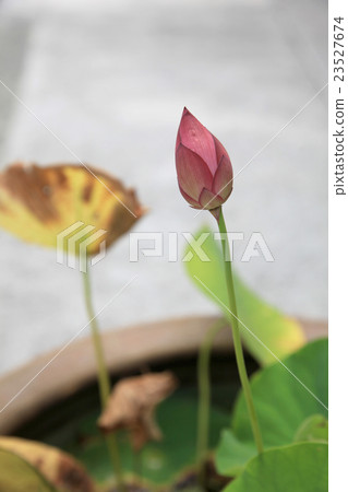 A lotus A lotus 23527674