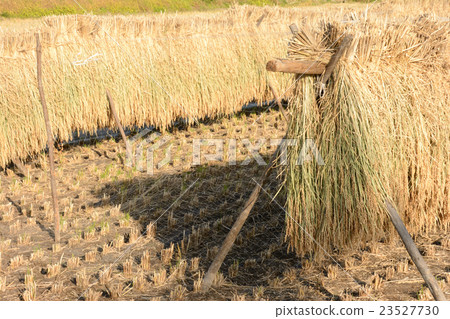 水稻收割 23527730