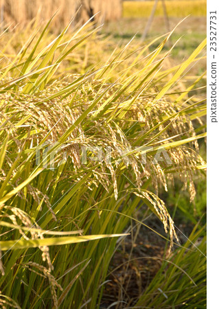 Rice field 23527731