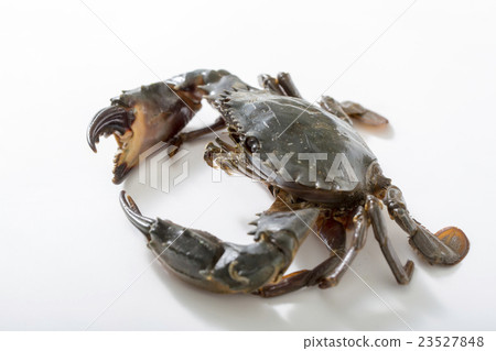 Ishigani Ishigani 23527848