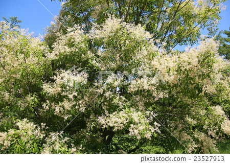 Cimmetnelico 23527913