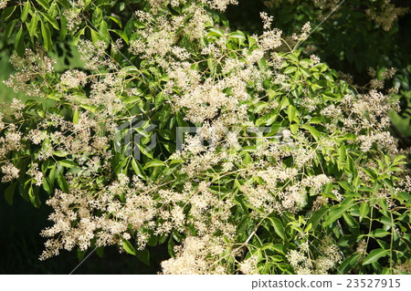 图库照片: shimatoneriko