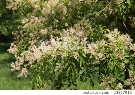 Cimmetnelico 23527916