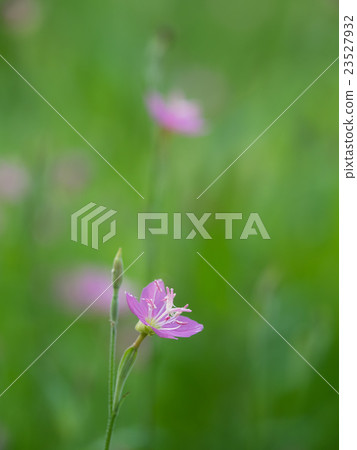 Akafu Yu化妝初夏 Akafu Yu化妝初夏 23527932