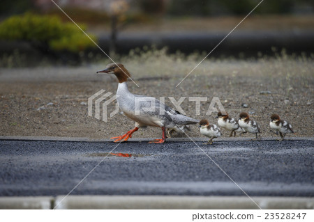 Kawaiiza Kawaiiza 23528247