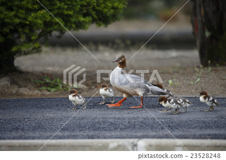 Kawaiiza Kawaiiza 23528248