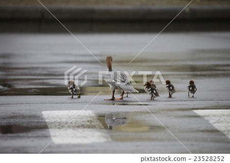 Kawaiiza Kawaiiza 23528252