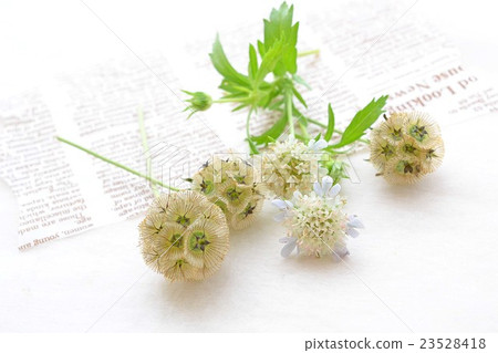 Scabiosa花和種子 23528418