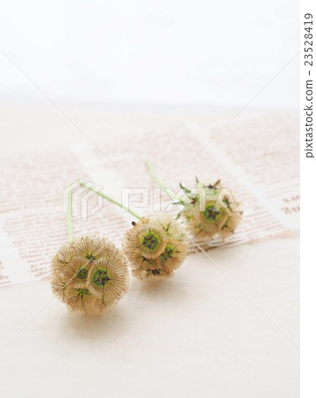 Scabiosa種子 23528419