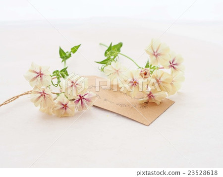 切花成群 切花成群 23528618