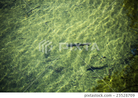 Mountain stream fish (Iwana) Mountain stream fish (Iwana) 23528709