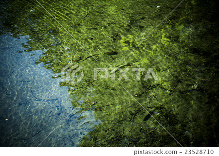 Mountain stream fish (rainbow trout) 23528710