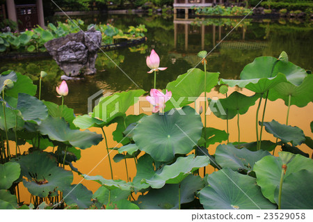 Beautiful blossoming lotus in summer 23529058