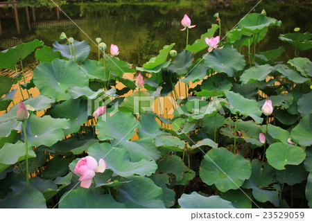 blossom pink lotus flower 23529059