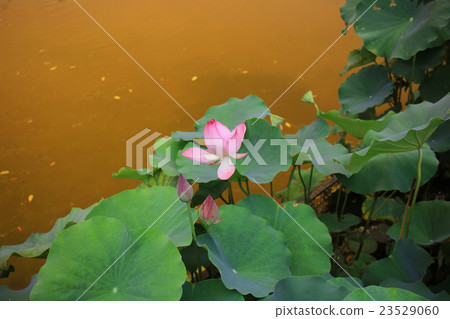 Lotus bloomming at green leaves 23529060