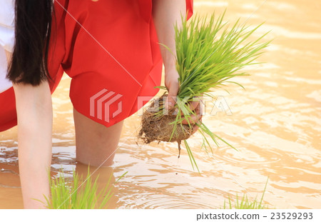 Shrine of rice planting 23529293