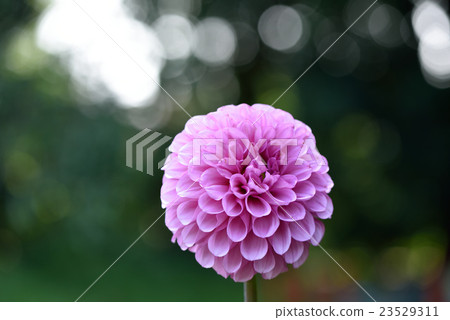 Dahlia 23529311