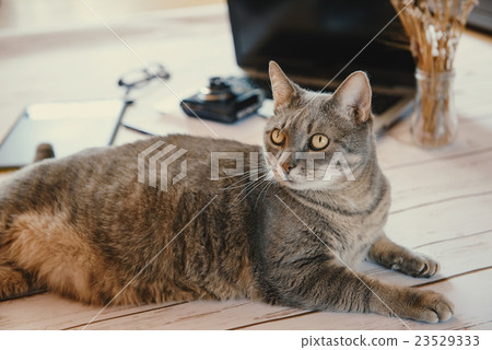 Cat working hard Cat working hard 23529333